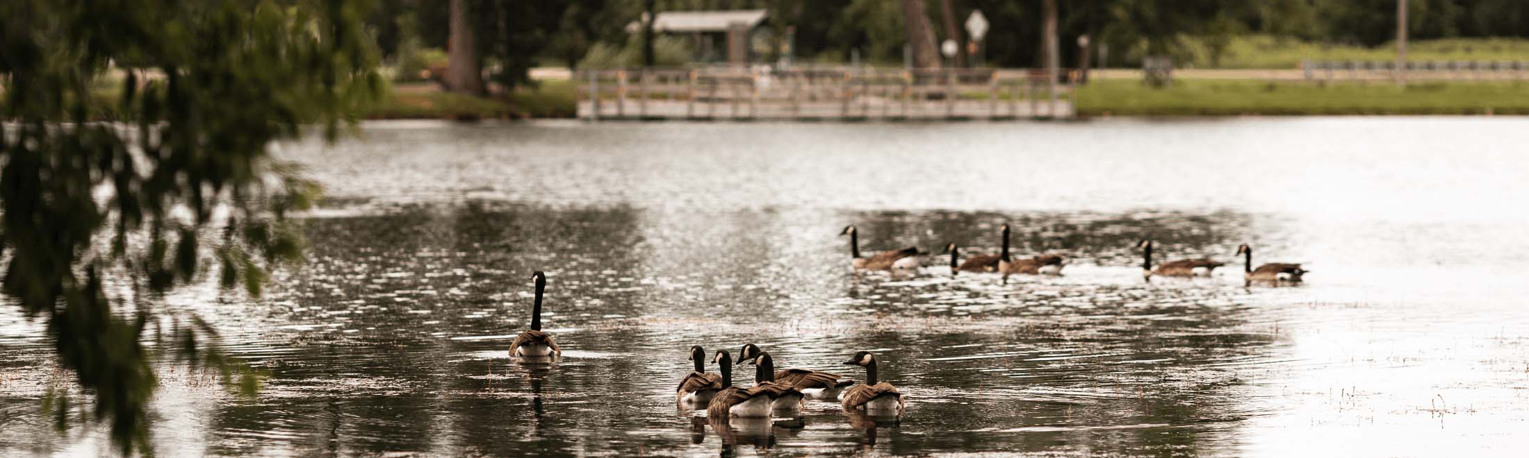 BlueEaglePark5 - Geese