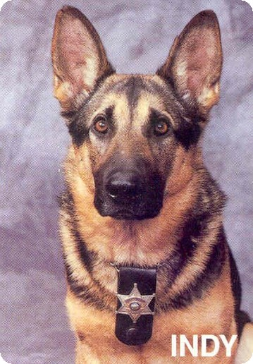 K-9 Indy
